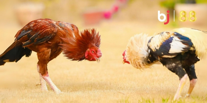 Quy luật sinh khắc trong màu mạng đá gà hé lộ bí mật thắng thua 